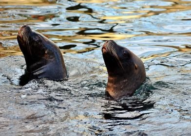 Sea Lions Side By Side