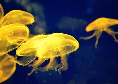 Yellow Jellyfish