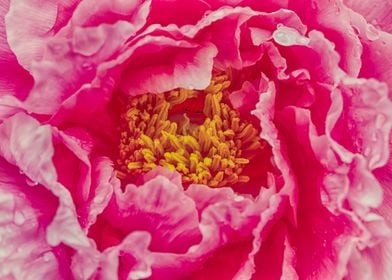 Peony abstract background