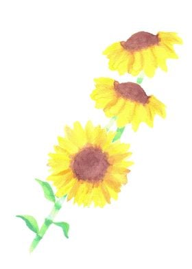 Sunflowers or Helianthus