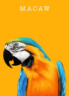 Macaw