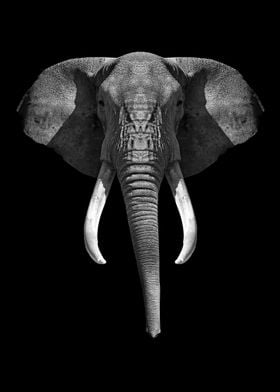 Elephant head black white 