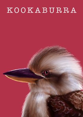 Kookaburra