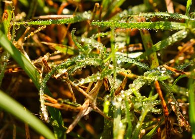Fall Morning Dew On Grass