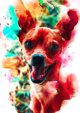 Chihuahua
