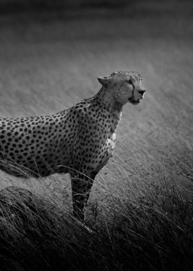 Cheetah Hunter