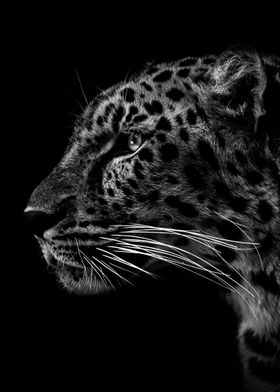 wild jaguar head poster  