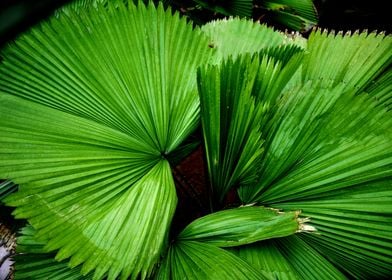 Fresh palm Leaf