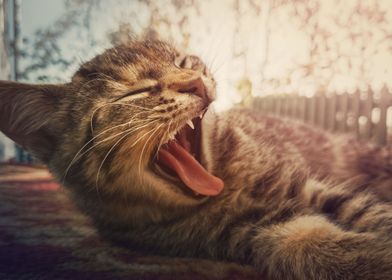 striped cat yawning