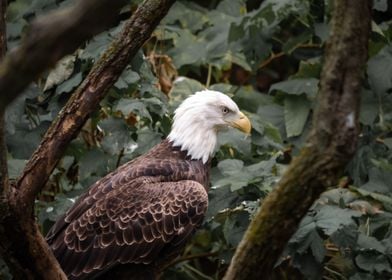 An American Bald Eagle