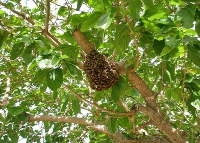 Bee Hive