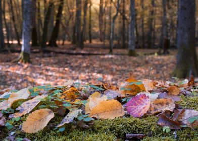 Autumn Bialowieza Forest