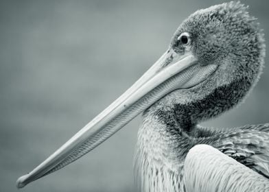 A Portrait of a Pelican