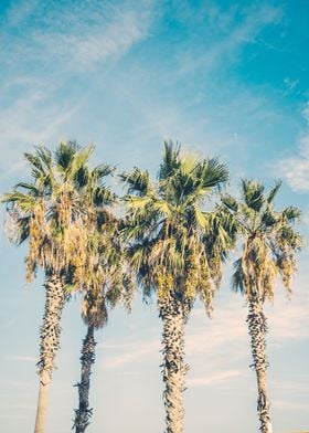 Palm Trees Blue Sky