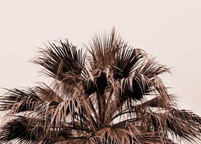 Palm tree top monochrome