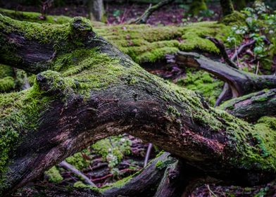 Fallen tree branches