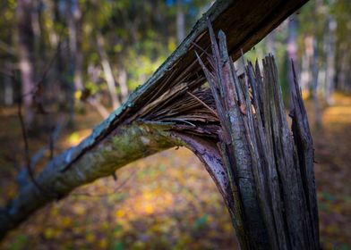 Broken tree detail