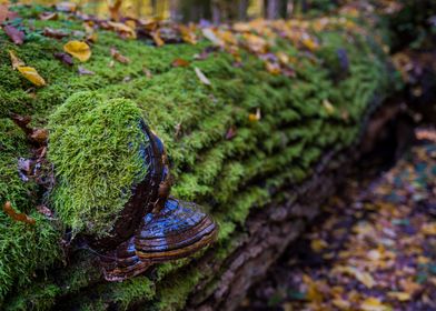 bracket fungus on the tree