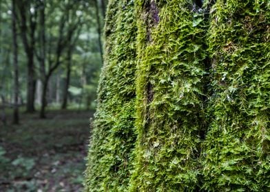 Oak tree trunk and moss