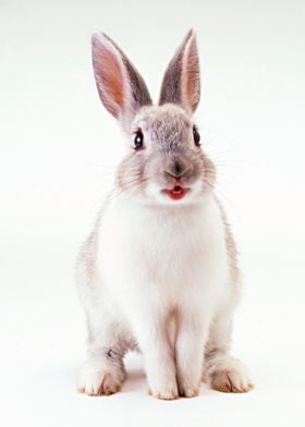 cute Rabbit poster  