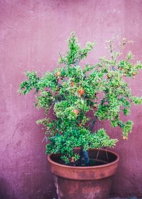 Plant on Purple Wall