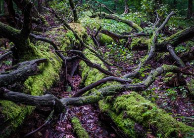 Tree trunk covered by moss