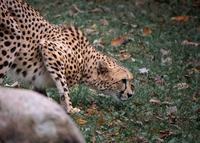 Hunting Cheetah