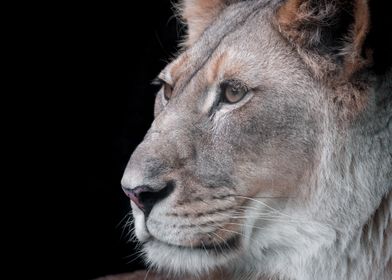 A Portrait of a Lioness