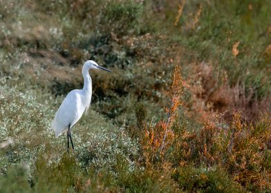 Egret