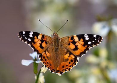 Painted Lady