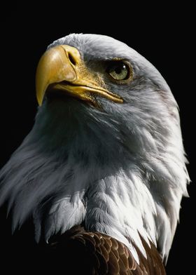  wild eagle head poster  