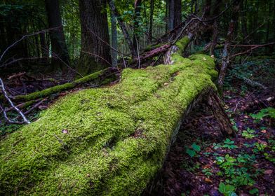 Tree in Bialowieza Forest