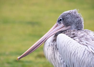 A Portrait of a Pelican