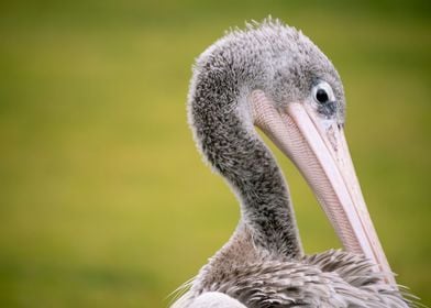 A Portrait of a Pelican