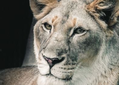 A Portrait of a Lioness