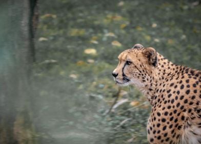 Hunting Cheetah