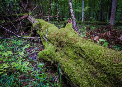 Moss covered fallen tree