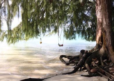 Tree Swing Over Ocean