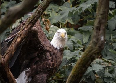 An American Bald Eagle