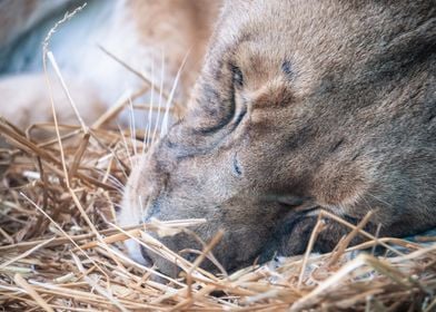 Sleeping Lion