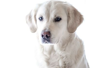 White Retriever Dog 