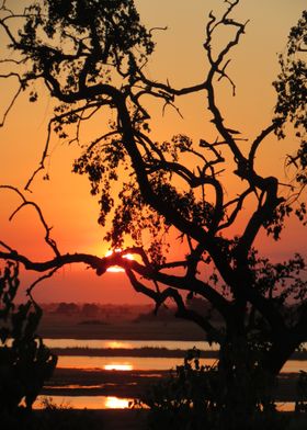 African Sunset Silhouette