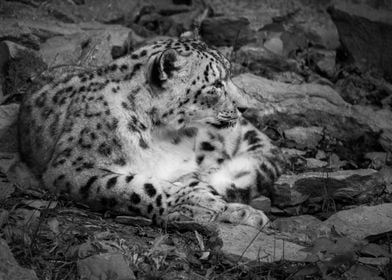 Portrait of a Snow Leopard