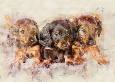 Dachshund Dog Triplets