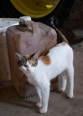 Barn cat