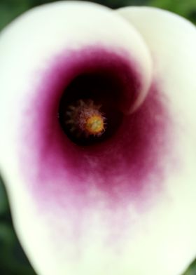 Calla Purple Halo