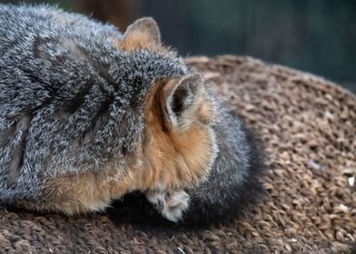 Portrait of a Tiny Fox