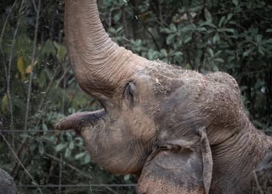 Happy Elephant