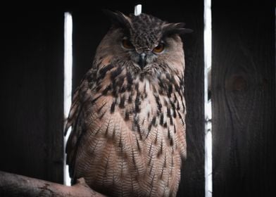 Eurasian Eagle Owl