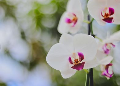 photo of white orchids